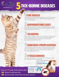Picture of 5 Tick-Borne Diseases in Hebron, KY | The Cat Vet of Hebron