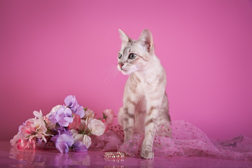 spoiledcat