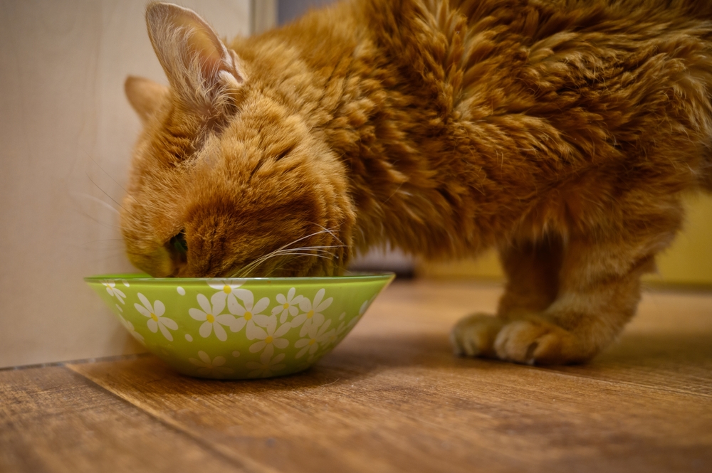 Cat Euthanasia in Hebron, KY The Cat Vet of Hebron