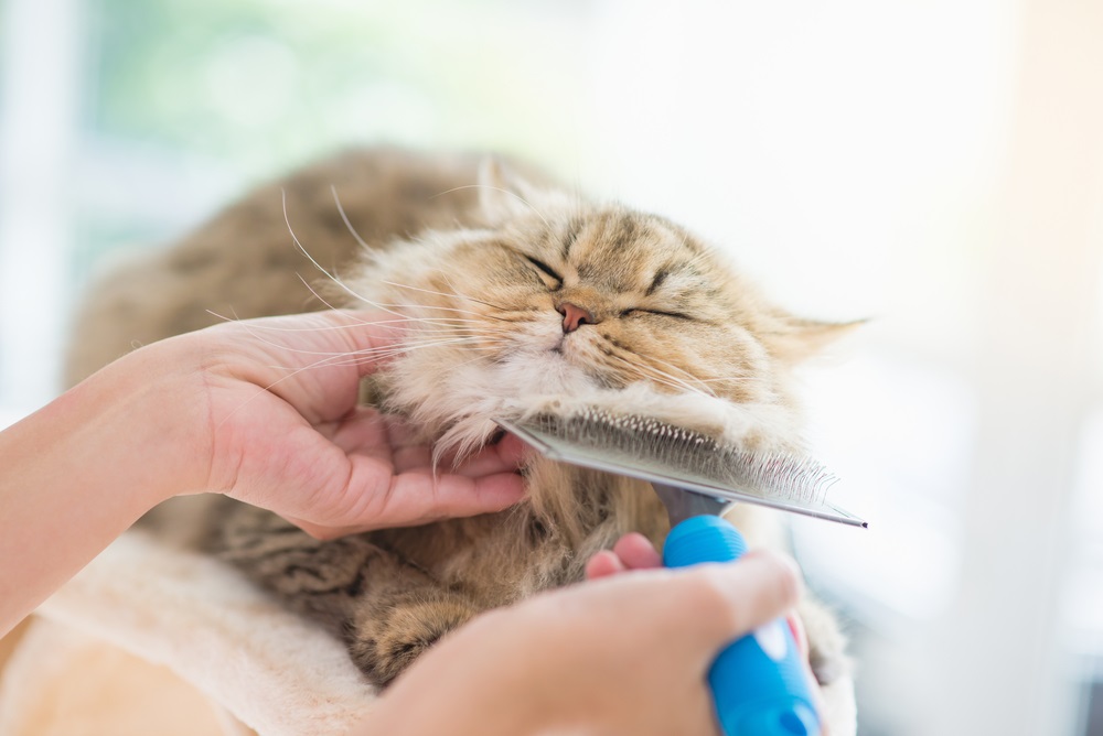 Cat Grooming in Hebron