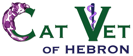 The Cat Vet of Hebron